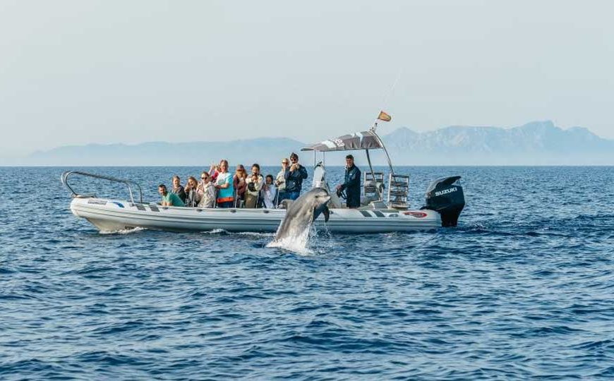 Alcudia: Die schönste Bootstour – mit Delfinen die Küste entlang